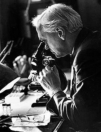 Alexander Fleming นักแบคทีเรียวิทยาชาวสก็อต