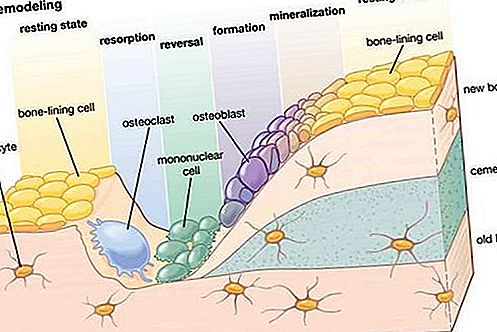 Cellula degli osteociti