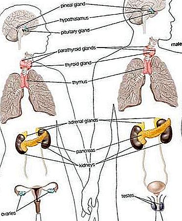 Anatomie van de bijschildklier