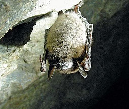 Nemoc bílého nosu syndrom netopýra