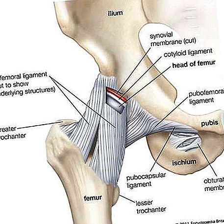 Anatomie van het ligament