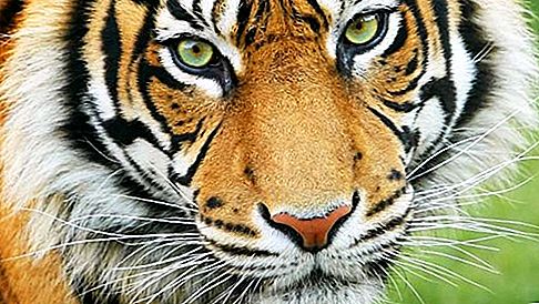 Tiger zoogdier
