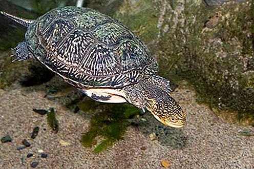 Sköldpadda reptil