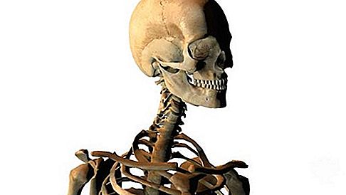 Anatomija kostiju