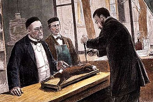 Louis Pasteur Fransk kjemiker og mikrobiolog