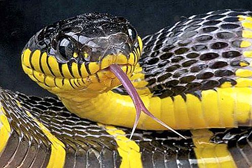 Animal reptil