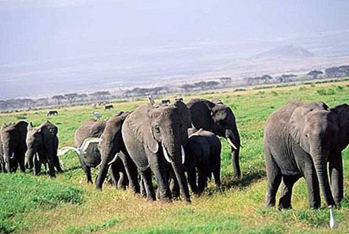 Elefante bracconaggio