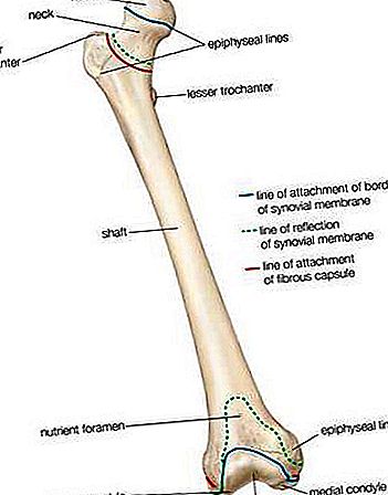 Az emberi csontváz anatómiája