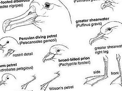 Procellariiform fugl