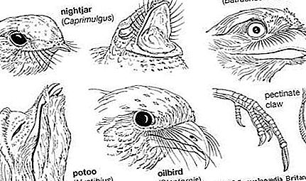 Caprimulgiforme Ordnung der Vögel