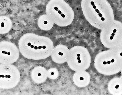 Forma de vida de las bacterias