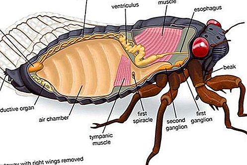 Rząd owadów homopterańskich