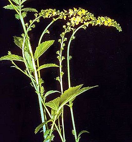 Agrimony biljka