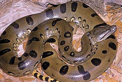 Anaconda reptiel
