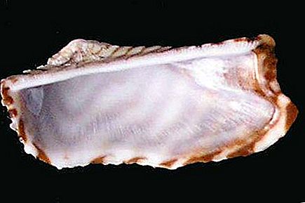 Ark shell moluska