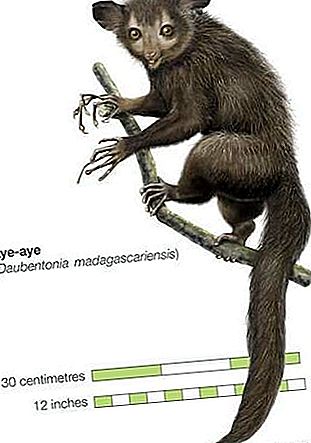 Åååå-primat