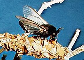 Inseto de mariposa Bagworm