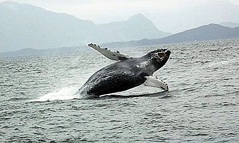 Baleen banginis žinduolis