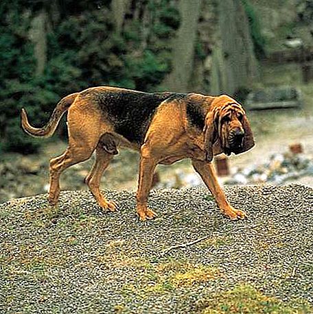ブラッドハウンド犬種