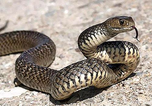 Reptil serpiente marrón, género Pseudonaja