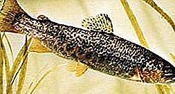Ryby z pstruha hnedého