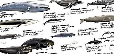 鲸类哺乳动物
