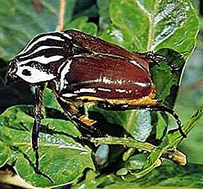 Coleopteran Insekt