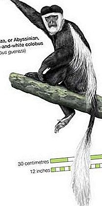Colobus primat