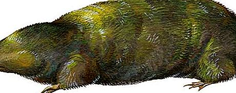 Mole mamífer daurat