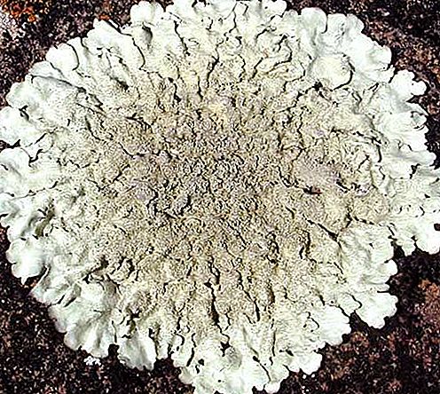 Lichen symbiotic organism