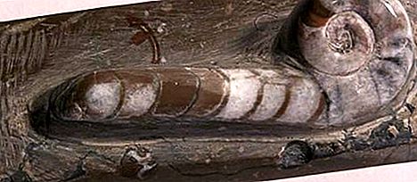 Losaites fossil cephalopod γένος