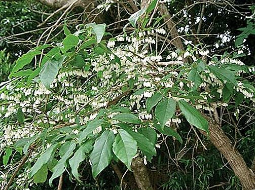 Lyonia augu ģints