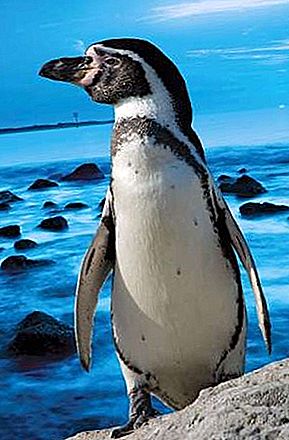 Magellaanide pingviinilind