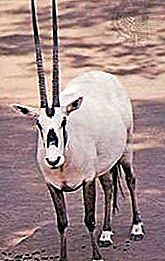 Mammifère Oryx