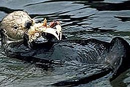 Otterpattedyr