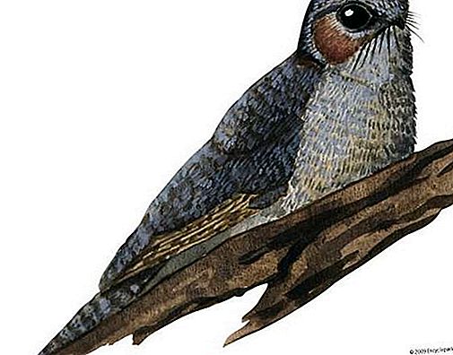 Owlet Frogmouth Vogelgattung