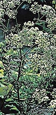 Myrkky hemlock kasvi