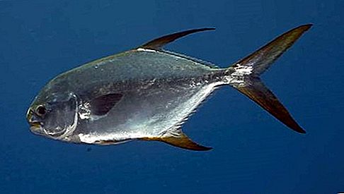 Ryba Pompano