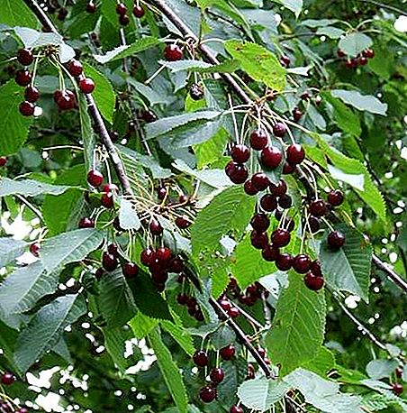 סוג הצמח של Prunus