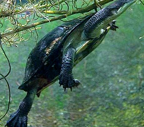 Reptil tortuga de cuello de serpiente