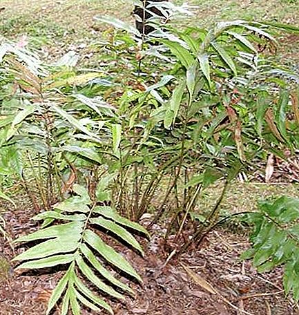 عائلة نبات Tectariaceae