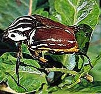Insecte d'escarabat de tortuga