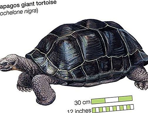 Tortoise roomaja