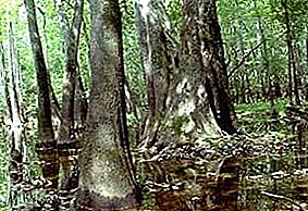 Rodzaj drzewa Tupelo