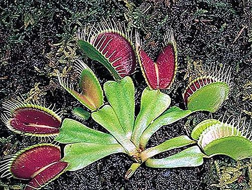 Venus flytrap-plante