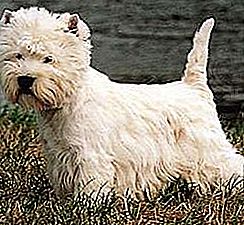 Rasa de câine alb terrier West Highland