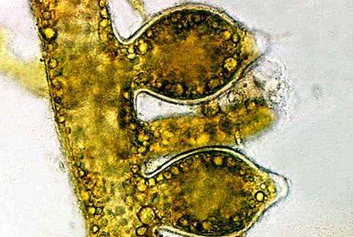 Protista d'algues de color groc-verd