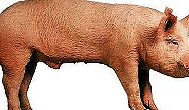 Yorkshire rasen av svin