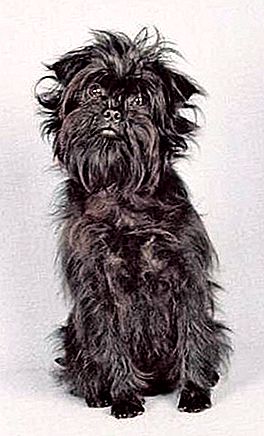 Affenpinscher veislės šuo