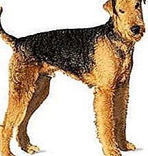 Pies rasy Airedale Terrier